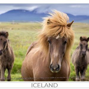 Iceland Postcards GUNNLAUGSSON SOUVENIRS An Icelandic mare with two foals