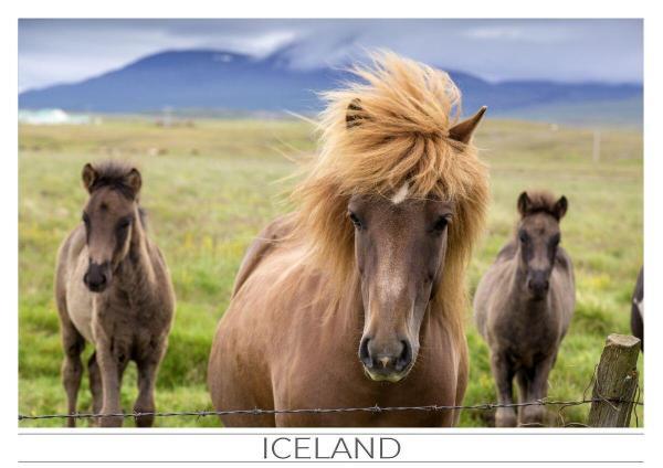 Iceland Postcards GUNNLAUGSSON SOUVENIRS An Icelandic mare with two foals