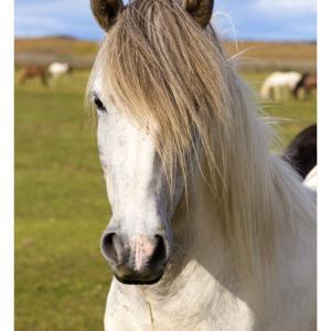 Iceland Postcards White Icelandic horse GUNNLAUGSSON SOUVENIRS