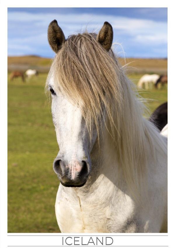 Iceland Postcards White Icelandic horse GUNNLAUGSSON SOUVENIRS